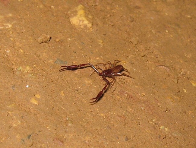 GLCA-CO pseudoscorpion photo courtesy Glenwood Caverns