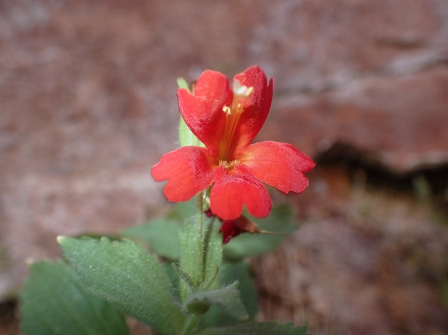 Closeup of a red flower with heart-shaped petals