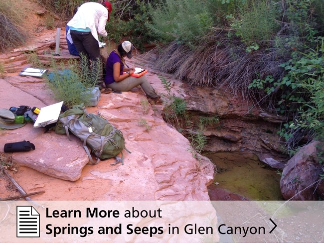 GLCN Spring Science w Learn More Scientist perch on a red sandstone outcrop sampling water from the spring-fed pond below.
