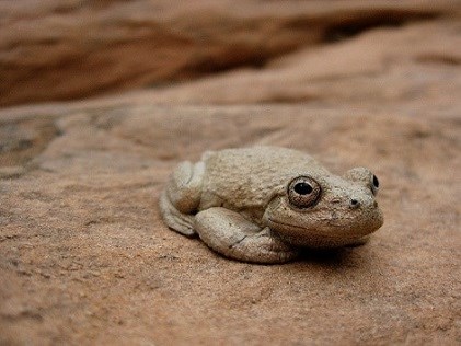 GLCN PCS canyon treefrog Brown frog blends un with a brown sandstone rock.