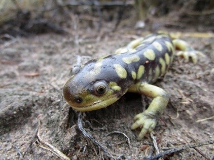 black and yellow mottled salamander