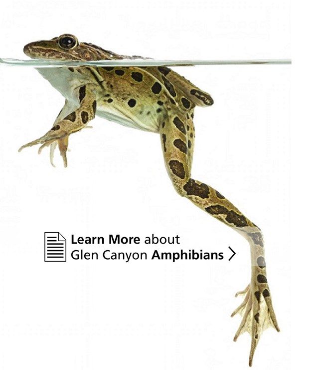 Northern leopard frog, green with black spots swimming