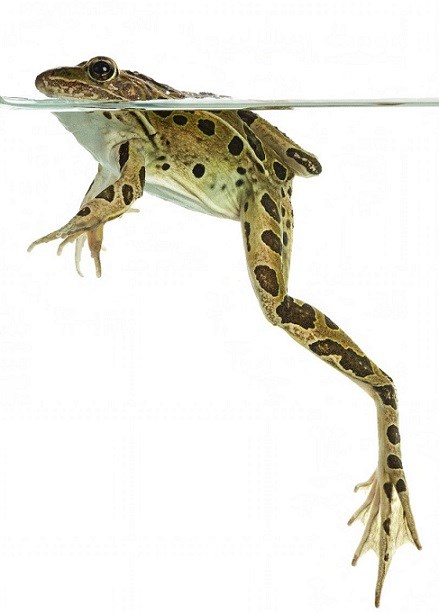northern leopard frog View of a green frog with black spots swimming in the water