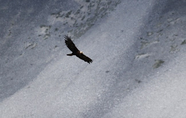 A golden eagle soars over grey skree slopes.