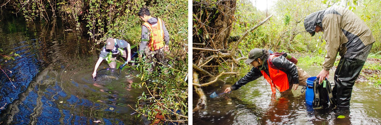 Two people lowering a large net into the water, allowing a large fish to swim out (left); On a rainy day, one person stoops to balance a blue bucket-backpack in a creek as another releases small fish from a small net by a tangle of roots (right).