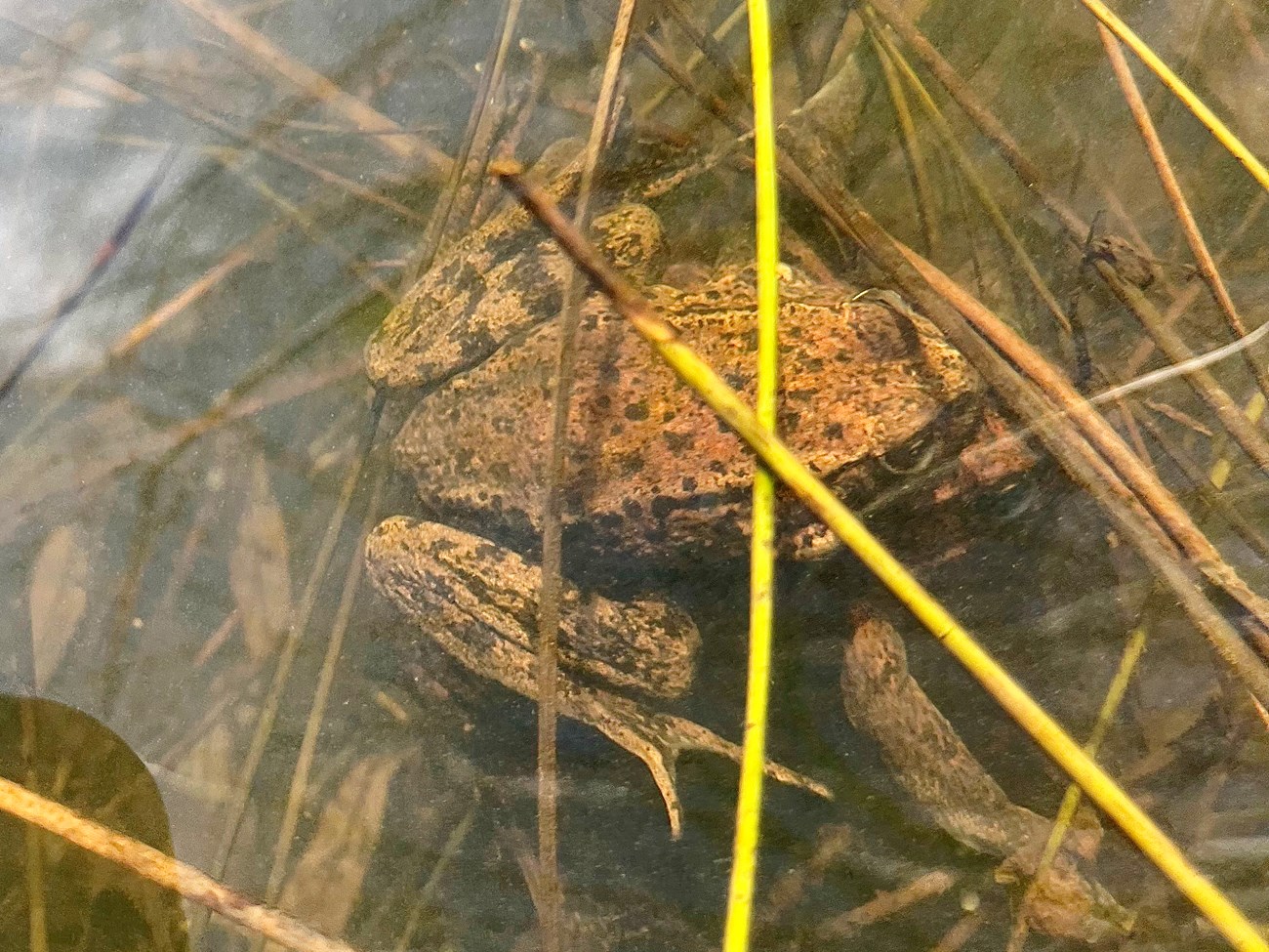 Mating California red-legged frogs Two frogs underwater among aquatic vegetation. One is holding on to the other from above.