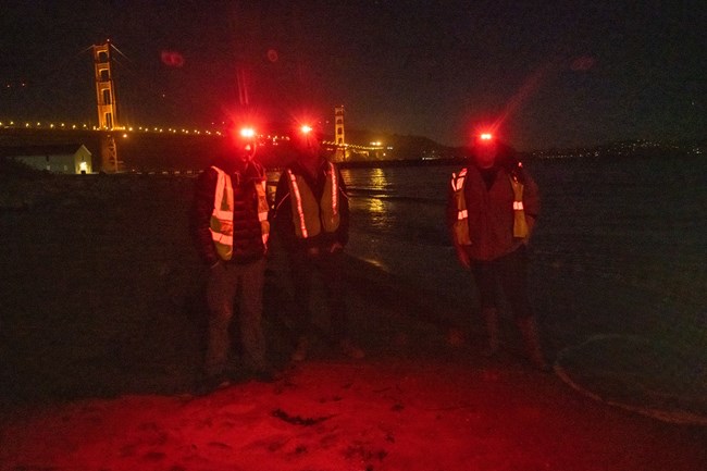 Grunion survey team Three people on a beach at night wearing yellow safety vests rubber boots, and red light headlamps. In the darkness, we don't see their faces. The Golden Gate Bridge glows in the background.