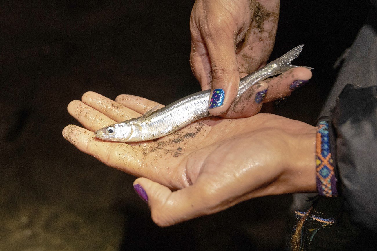 Examining a California grunion Long, thin, silvery fish in an intern's hand.