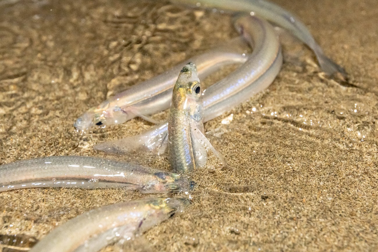 Spawning grunion. Close-up of a fish mostly buried vertically in the sand as several other fish swirl around her. Details like bluish iridescence and gray and pinkish-yellow stripes down the fishes' bodies are apparent.
