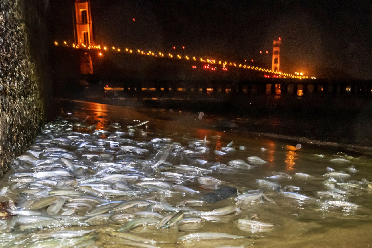 At night, hundreds of small, silvery fish wriggle on the beach at the base of a retaining wall. The Golden Gate Bridge glows orange and red beyond.