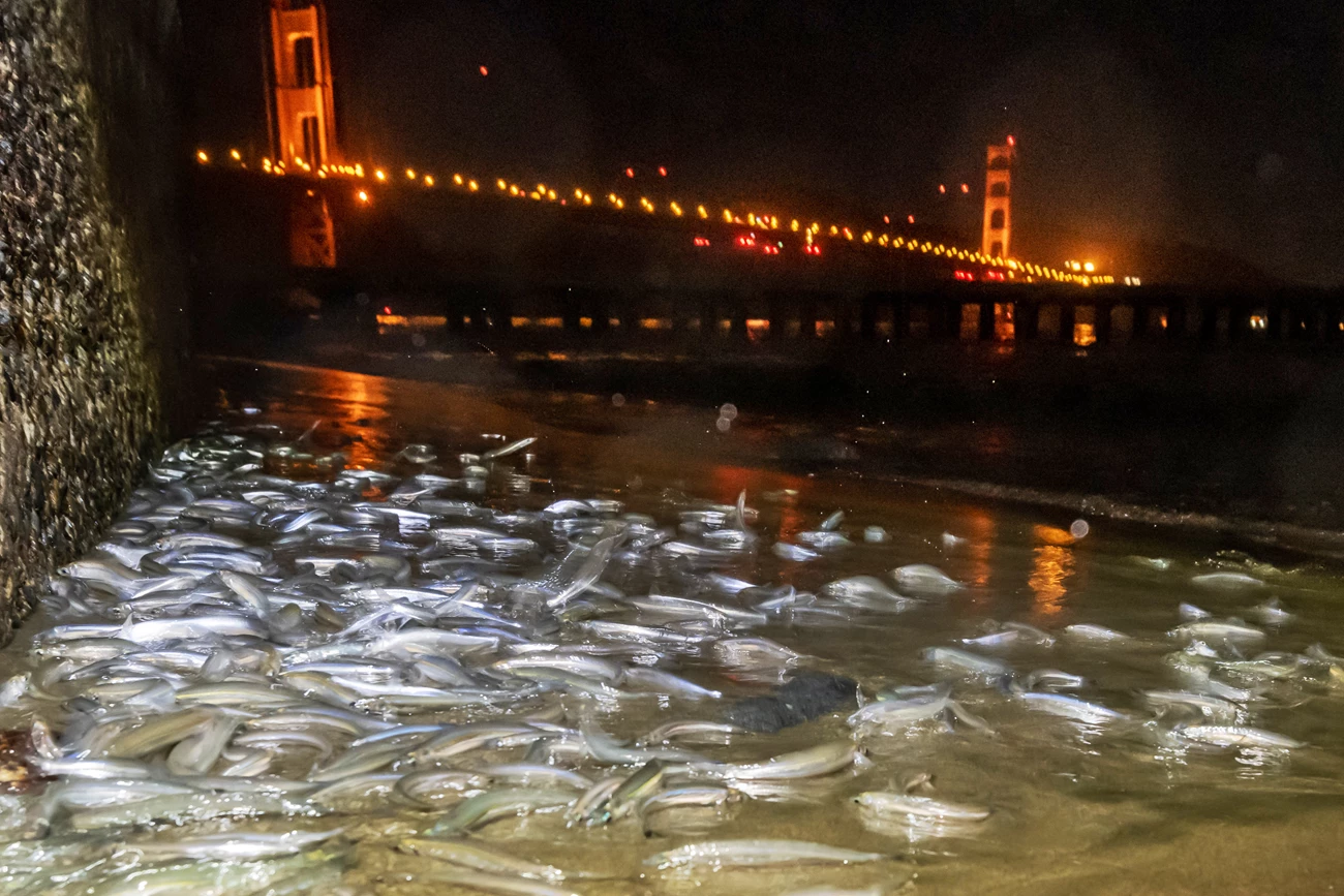 California Grunion at Crissy Beach At night, hundreds of small, silvery fish wriggle on the beach at the base of a retaining wall. The Golden Gate Bridge glows orange and red beyond.