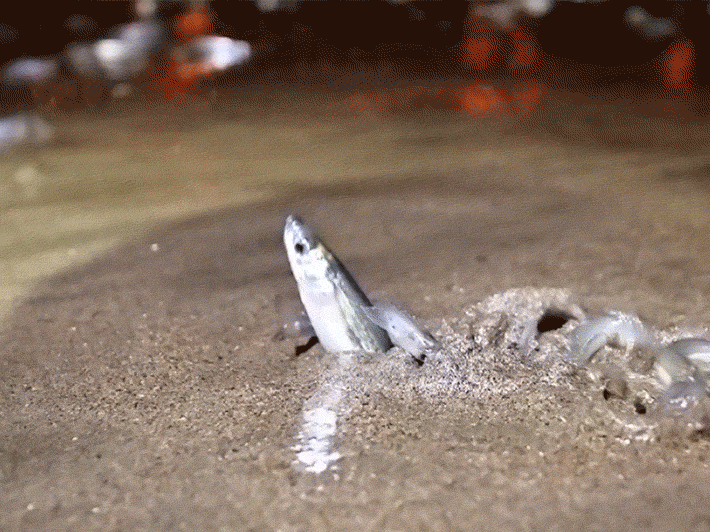 Spawning grunion GIF of a female grunion twisting back and forth, burying herself deeper into the sand. She's surrounded by wriggling males. A wave approaches and submerges them.