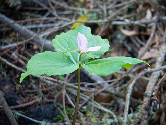 A flower with dirt background.