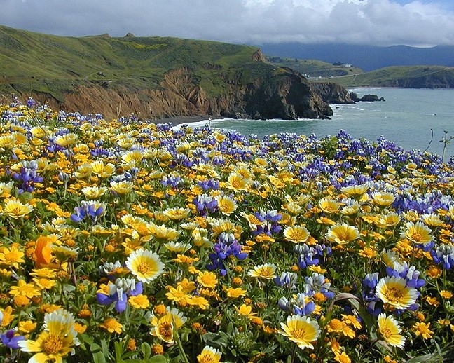 Mori Point wildflower patch on a beach headland