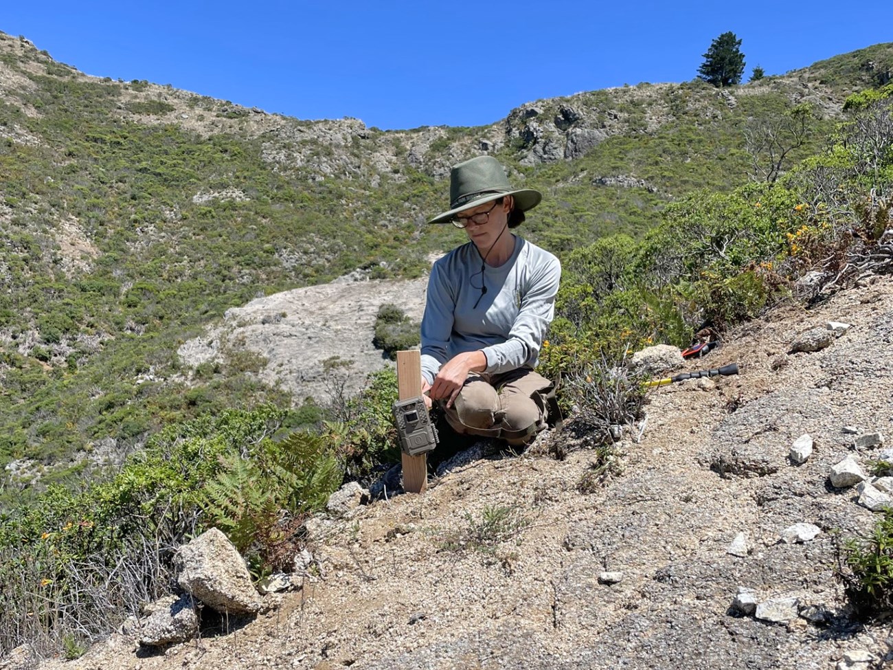 Setting up a wildlife camera Biologist with a large brimmed hat crouched on a sunny, shrubby hillside, attaching a wildlife camera to a low post.