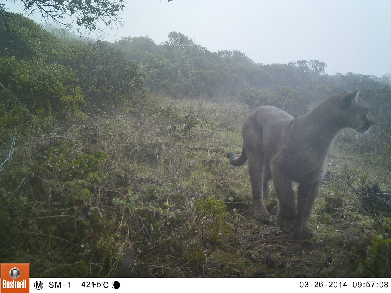 Mountain lion Large mountain lion walking towards the camera and looking out into the foggy chaparral-dominated landscape. At the bottom of the frame is embedded Bushnell trail camera data indicating the image was captured at 9:57am on March 26, 2014.