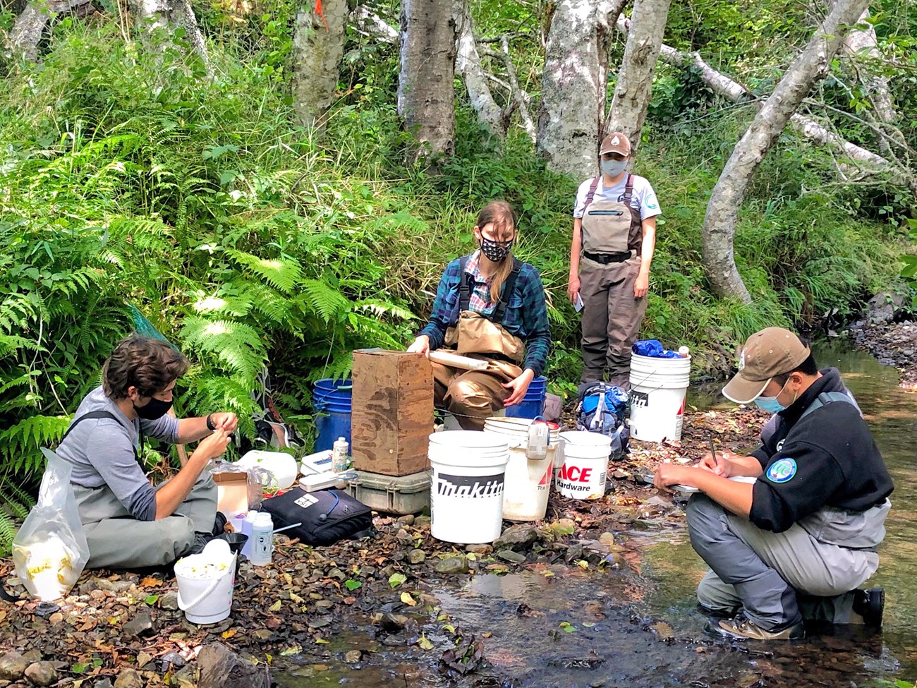 Measuring juvenile fish Four monitoring crew members along Redwood Creek wearing masks and working on various tasks related to measuring juvenile fish.