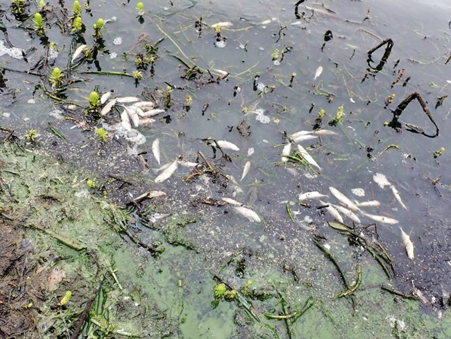 Band of green, soupy water along the shore, with dozens of dead fish nearby.