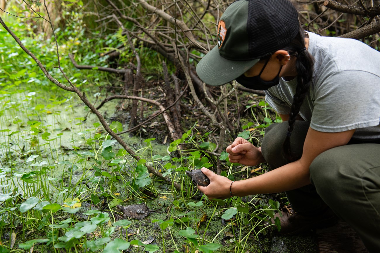 Person placing a small turtle beside a second small turtle on the edge of a duckweed-covered wetland.