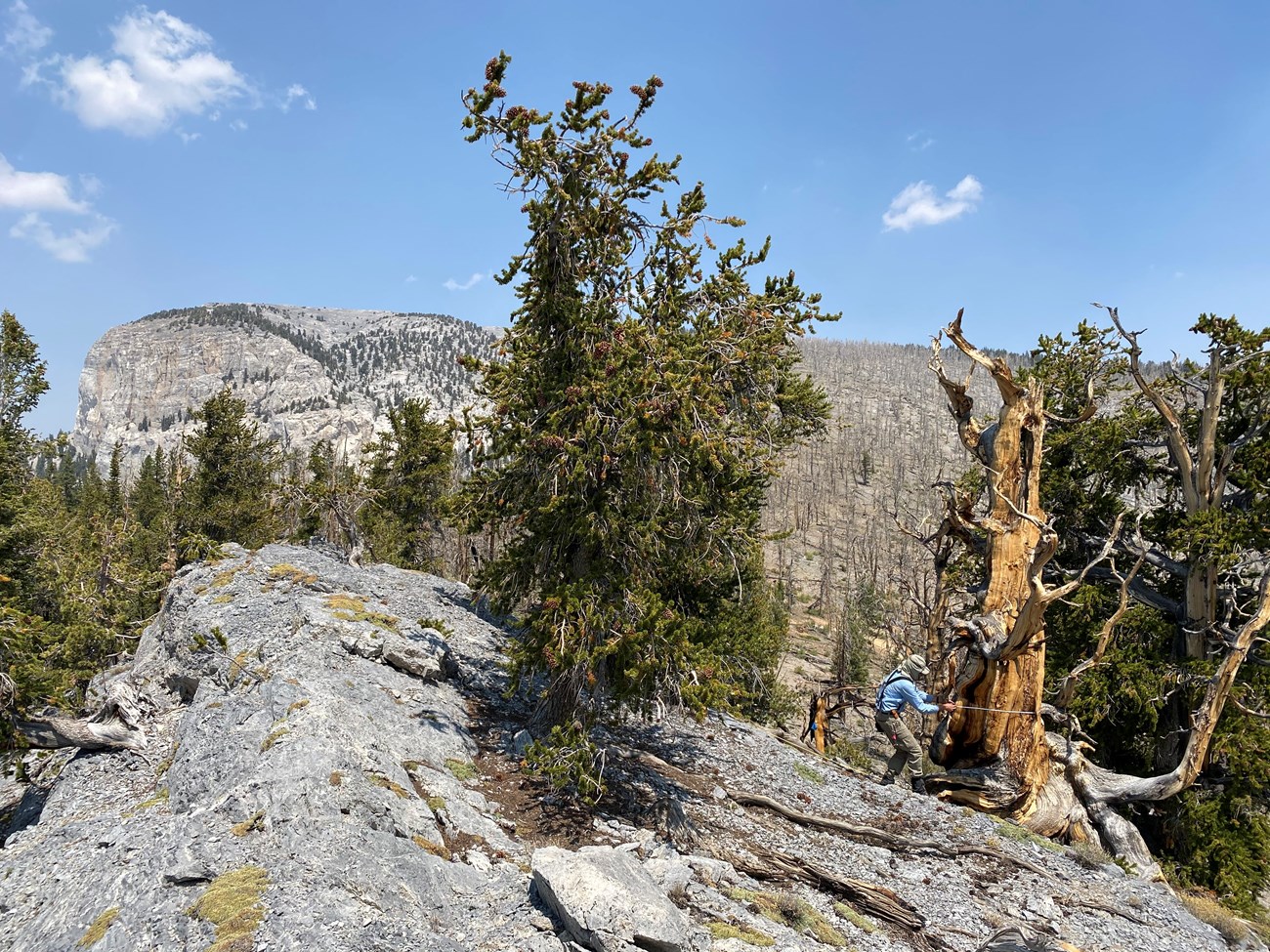 Scientist measuring the diameter of a dead bristlecone pine on a rocky ridge and view of bristlecone forest in background with many trees killed from a fire.