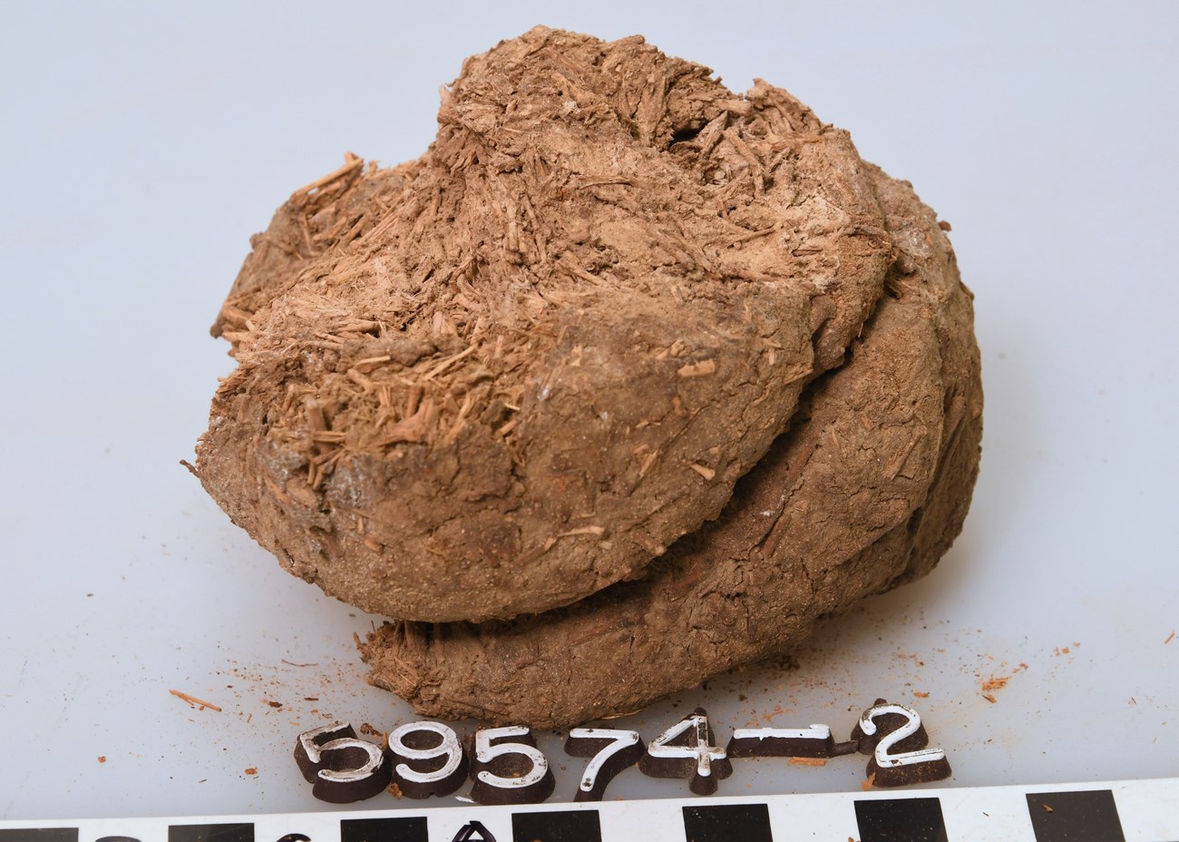 GRCA 59574, bolus 2-03 fossil skin and hair