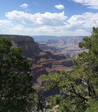 A desert canyon is visible through green pine needles