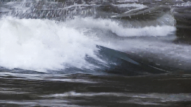Wave train GIF of a wave on a river, continually cresting and breaking in the same spot.
