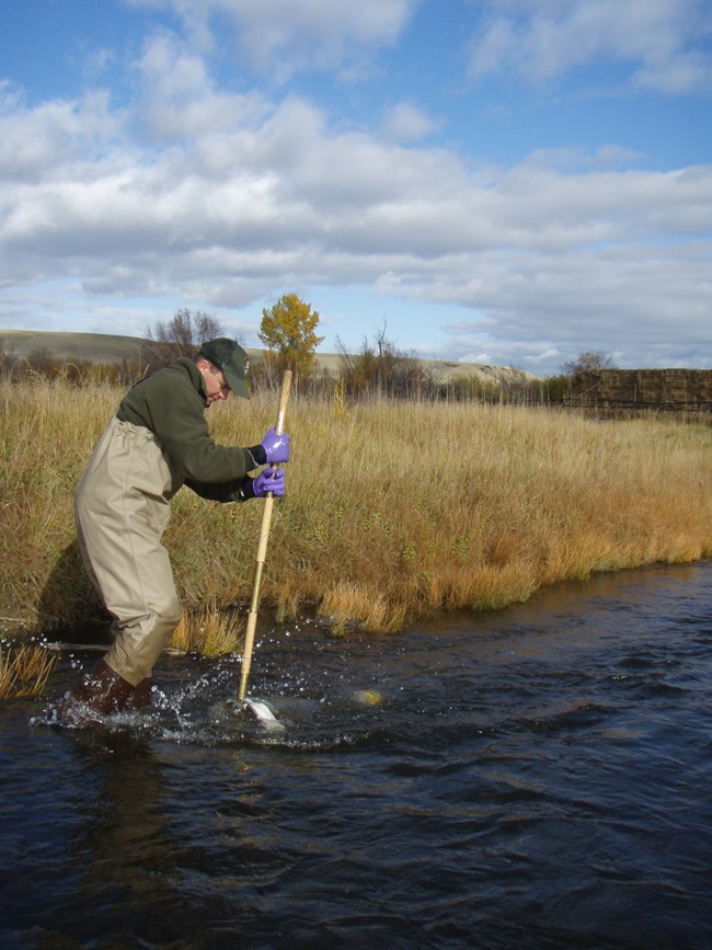 National Park Service employee wearing waders, holds a long-handled net underwater.