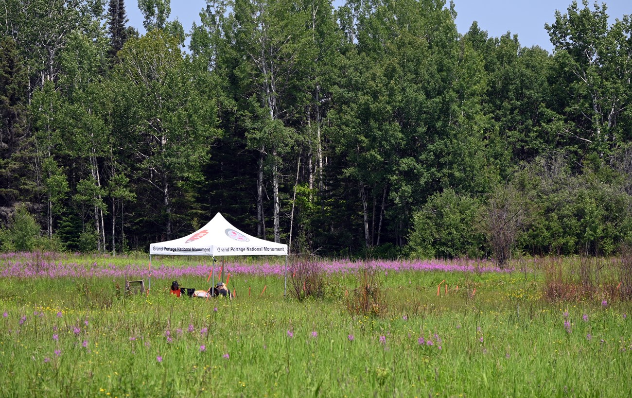 A white awning in a meadow with purple flowers in front of a forested area.