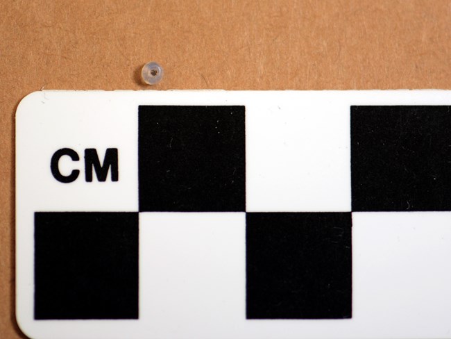 A very small bead next to a black and white checkboard ruler against a wood background.