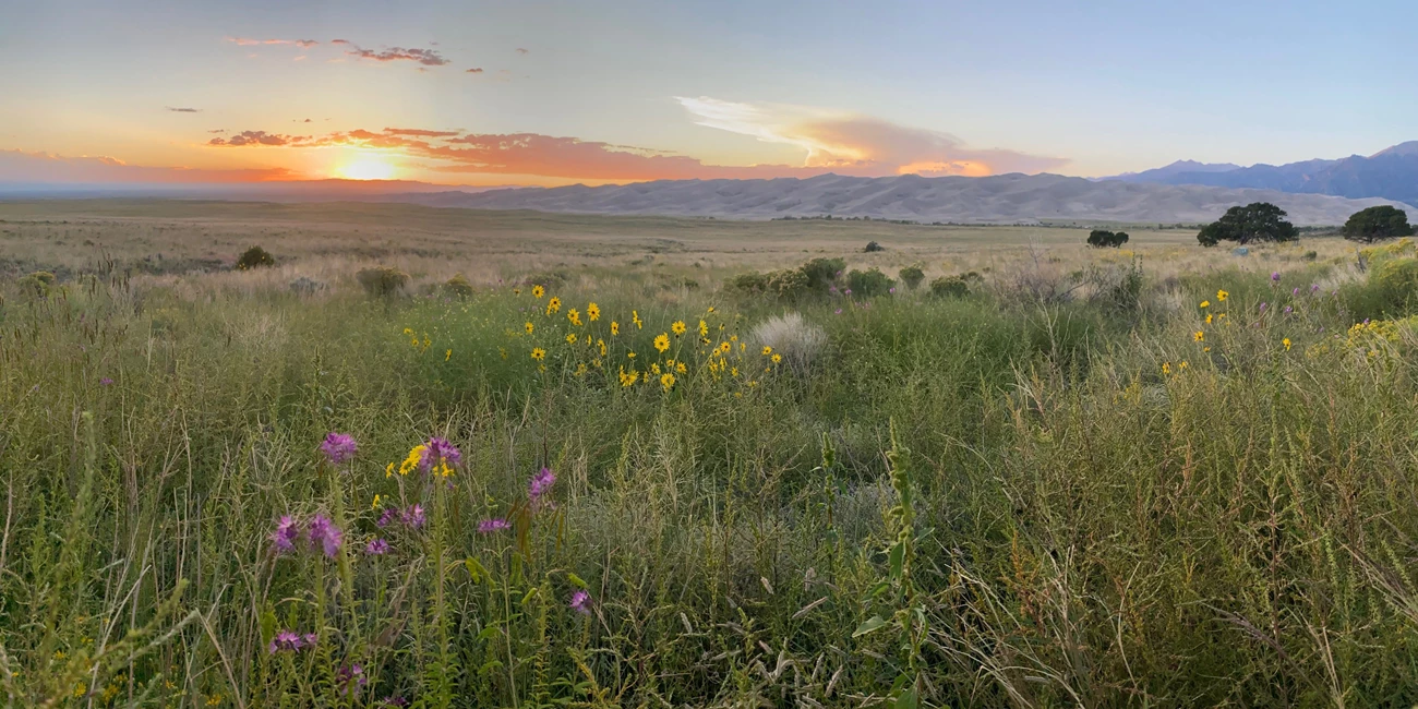 Great Sand Dunes, August 2022 Sunflowers and Rocky Mountain beeplants abound among the tall grasses. In the mid distance, large undulating hills of sand appear like small mountains backed up against taller granite mountains flecked with green aspen and pine forests.