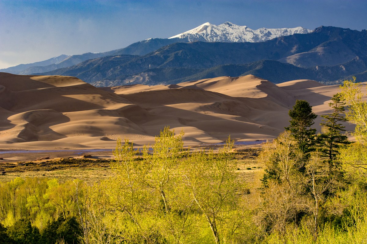 Bright green trees in foreground of a stream at foot of tall sand dunes with snow-capped mountains in the distance.