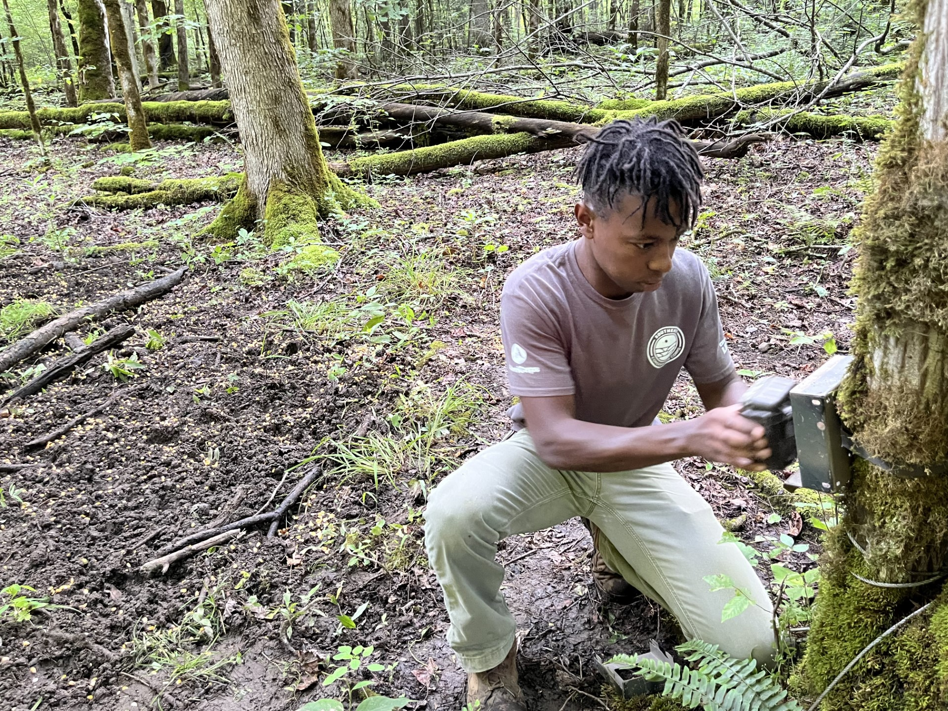 An intern installing a camera trap to capture feral swine in the Great Smoky Mountains National Park. A young intern kneels in front of a tree to install a monitoring device