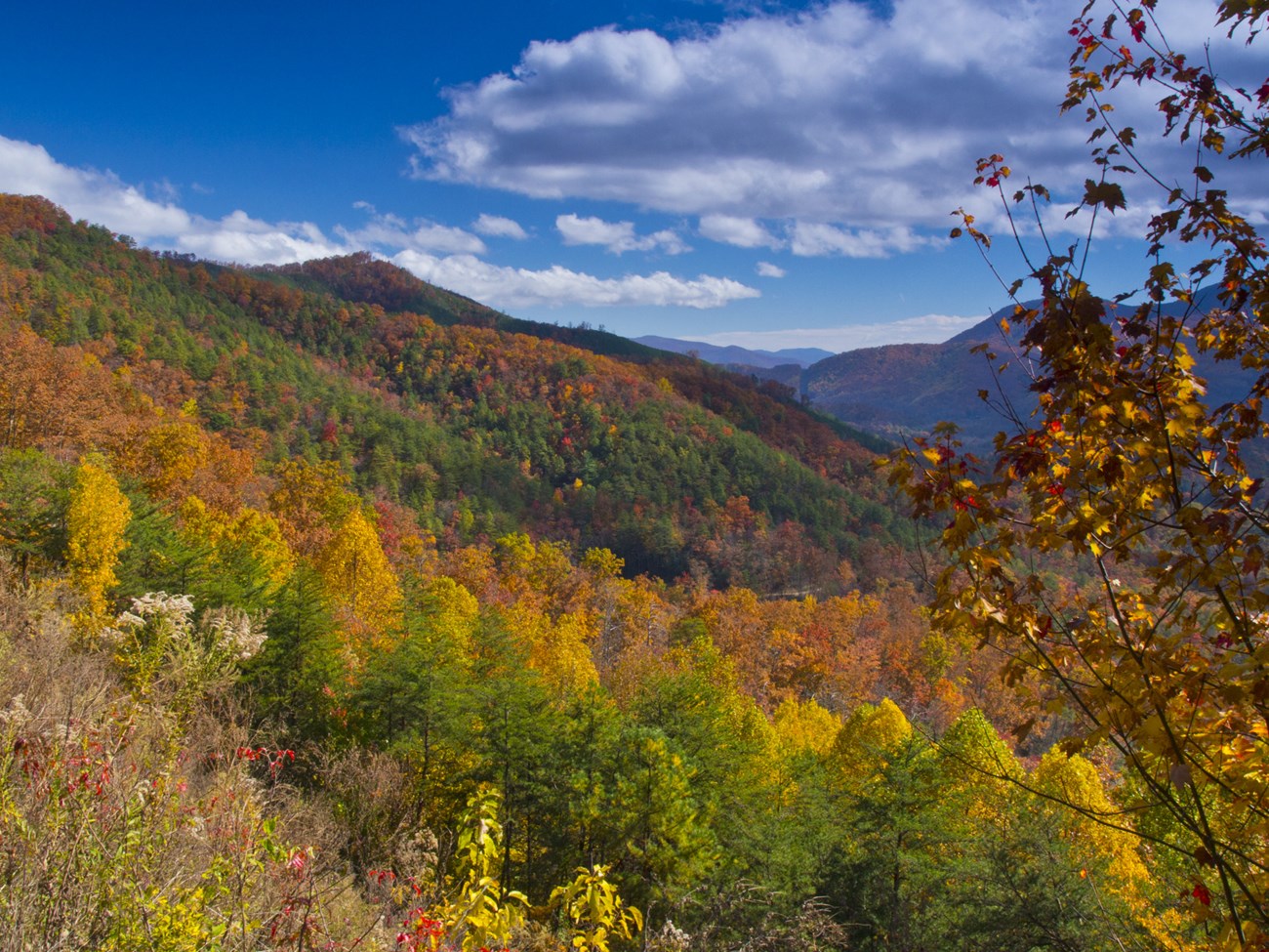 Foothills Parkway East, Great Smoky Mountain National Park Fall-colored trees on a mountain slope. A tree is in the right-side foreground.