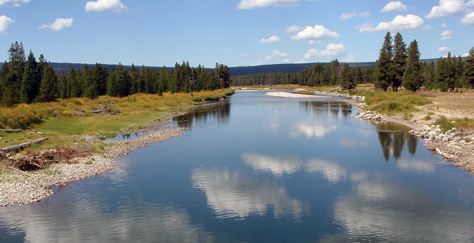 A slightly rippling blue river reflecting the blue sky, fluffy clouds, and conifers scattered on both sides of the river.