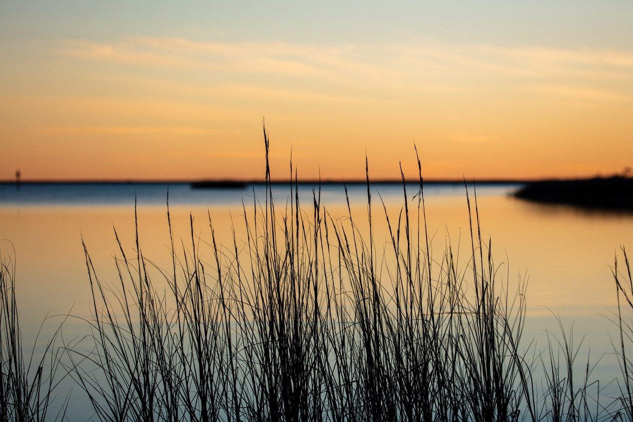 Tall grass leads to a beach view at sunset Tall grass leads to a beach view at sunset