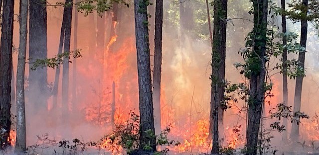 Prescribed fire on the Park Unit in April 2023. Flames consume vegetation on a forest floor.