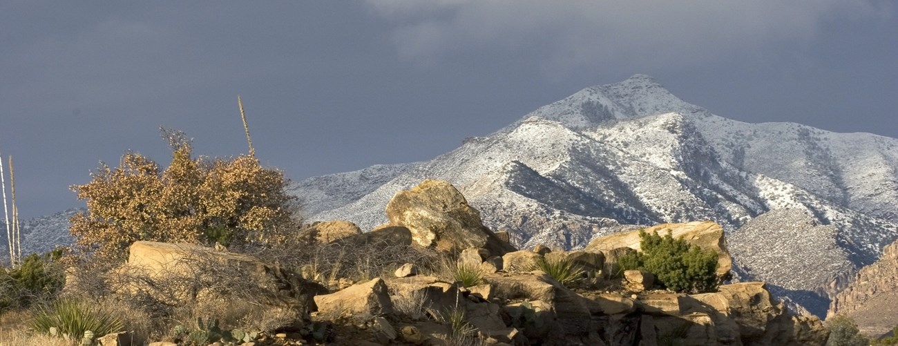 GUMO Guadalupe Peak Snow Desert plants in front of a tall, snow-dusted mountain