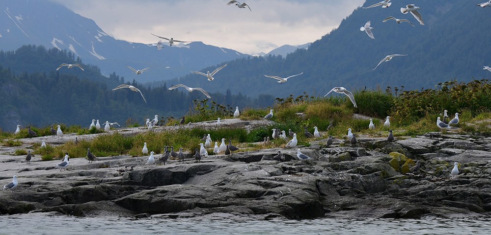 GWGU_adults_chicks_Geikie_2023_web A gull colony on rocks along the shore with mountains in the background.