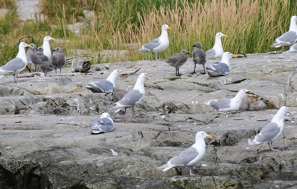 GWGU_chicks_Geikie_2023_NPSTLewis_web Gull chicks and adults on a rock outcrop.
