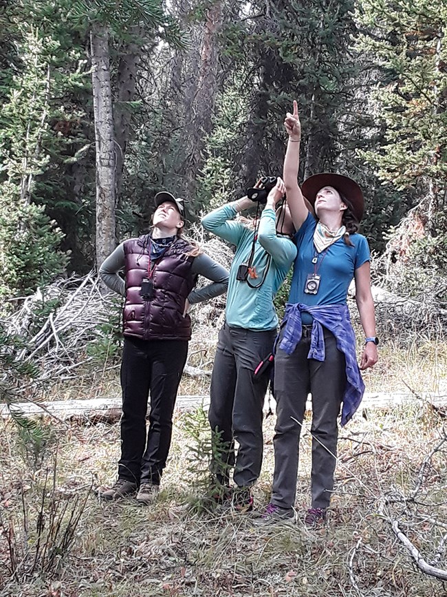 Three technicians stand in the forest pointing to the top of a tree.