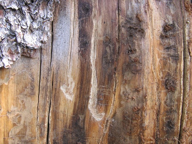 Inner bark of pine tree showing a j-shaped grove carved into it.