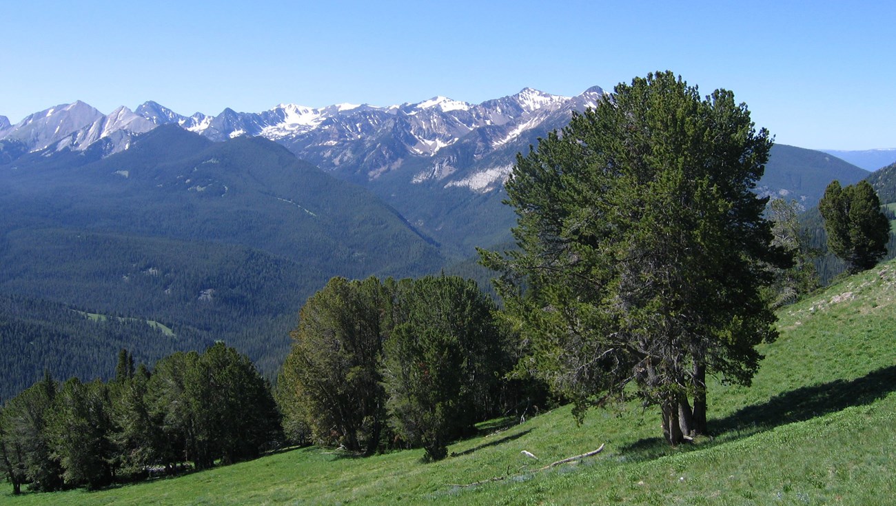 Forest slope with snow-capped mountains in the background.