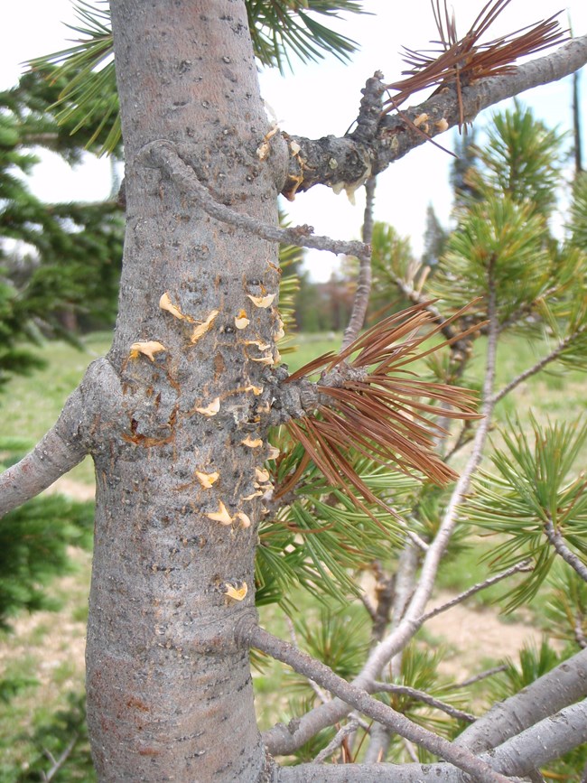 A whitebark pine tree with yellowish, blister-like protrusions on its bole.