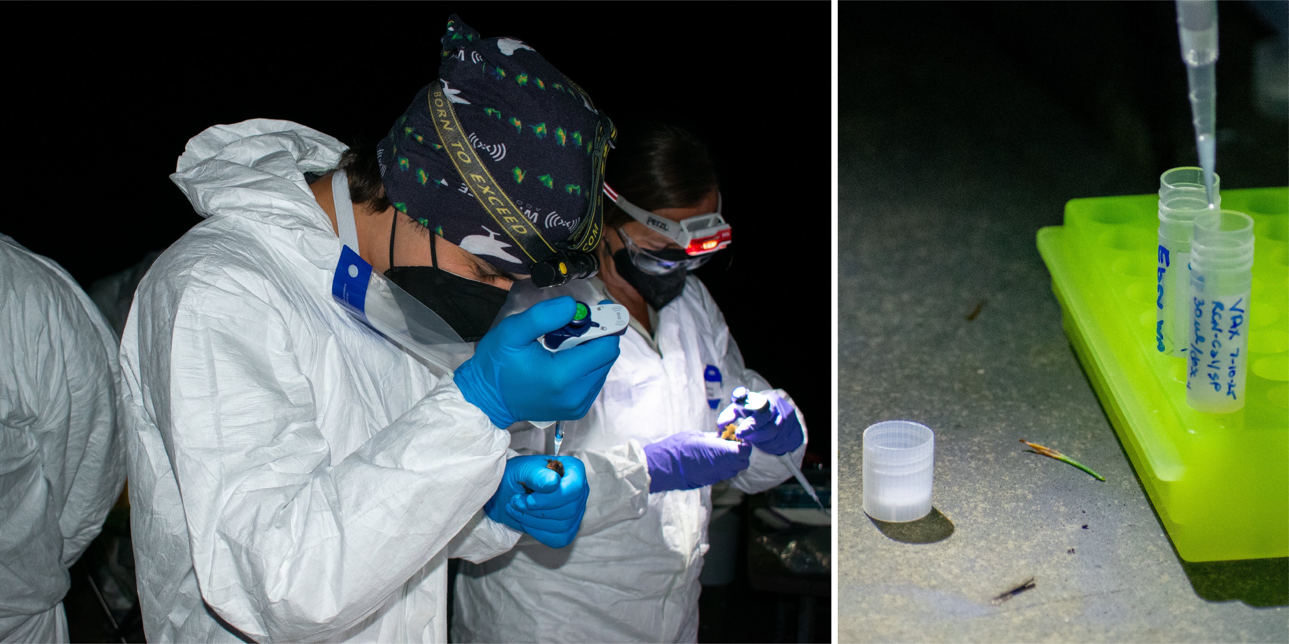Left: A person wearing a patterned buff as a hat, a white protective suit, and a black KN-95 mask bends over a tiny bat while holding a pipette in the other hand. Right: Two small, clear plastic vials in a yellow plastic rack. A pipette tip is visible.