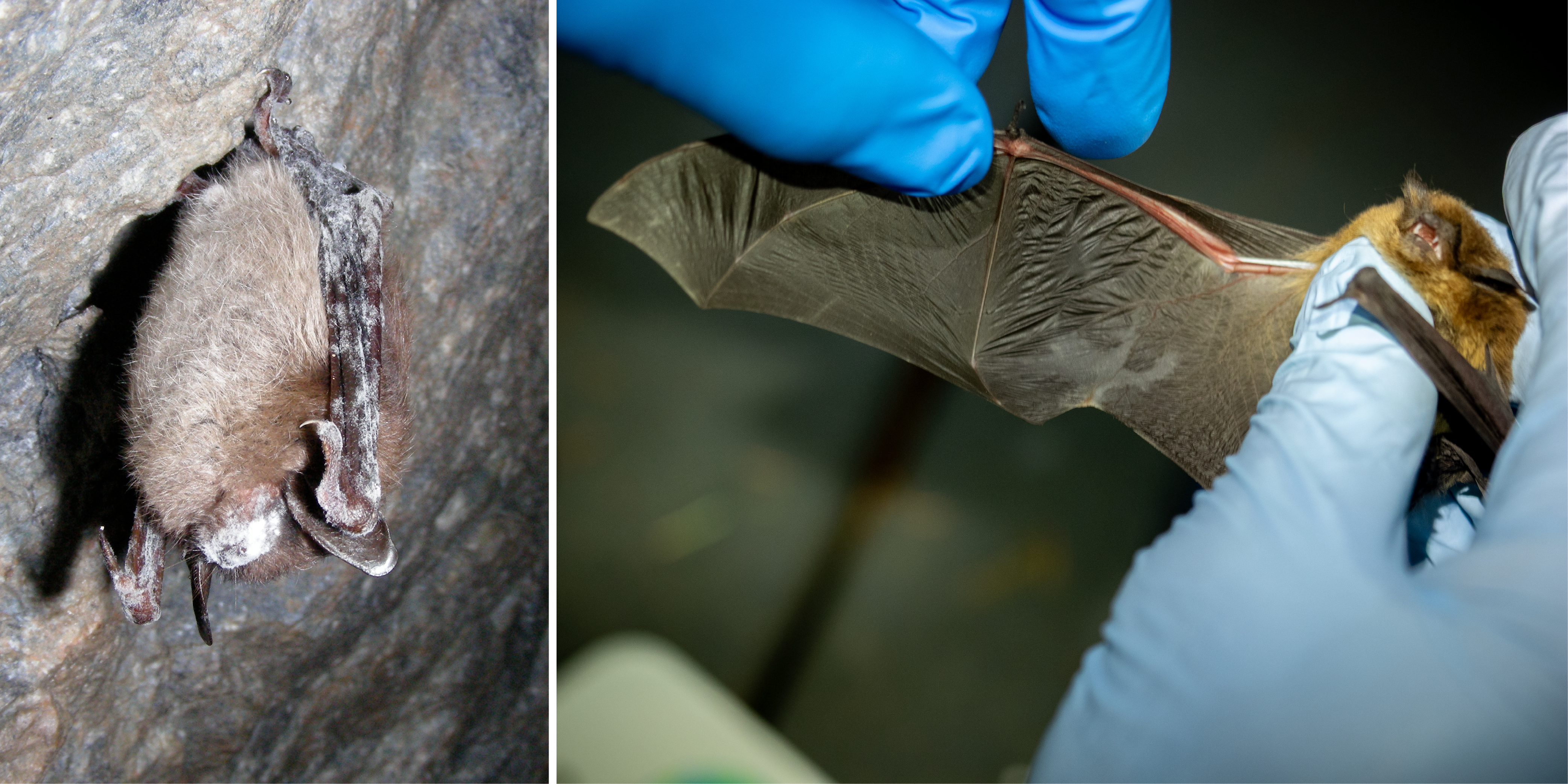 Left: A small brown bat with white powder covering its nose and wings hangs from a rock face. Right: Blue-gloved hands extend the wing of a small brown bat, showing smooth scarred areas on the wing membrane.