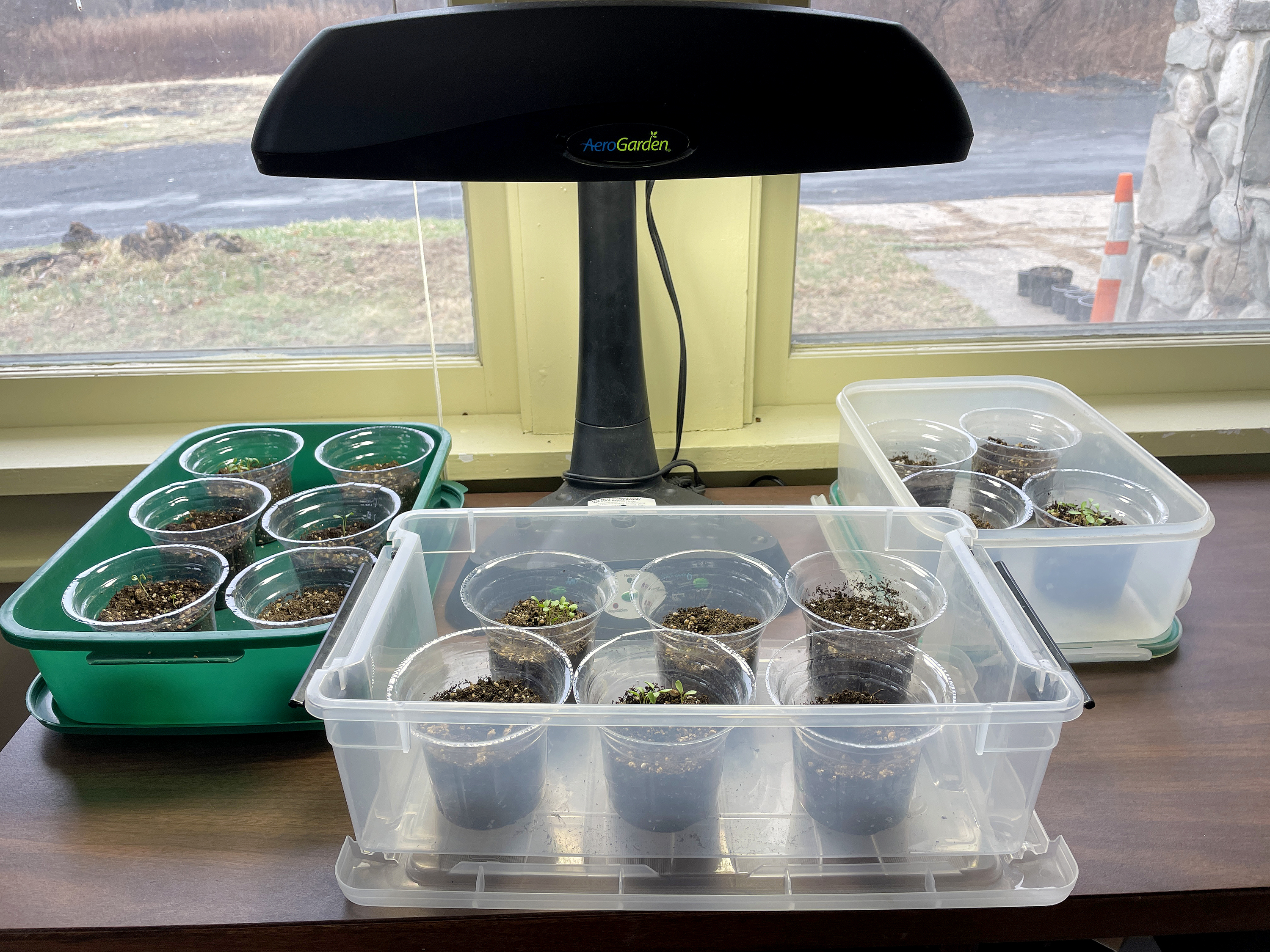 Three plastic trays with small, transparent plastic cups containing dirt and green plants on a table with a lamp next to a window