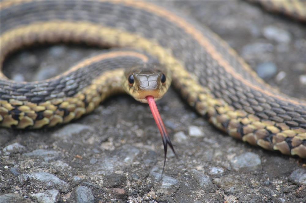 Garter Snake Fast Facts (U.S. National Park Service)