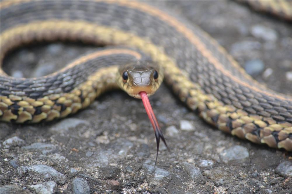 black and yellow snake with tongue flicking out toward camera