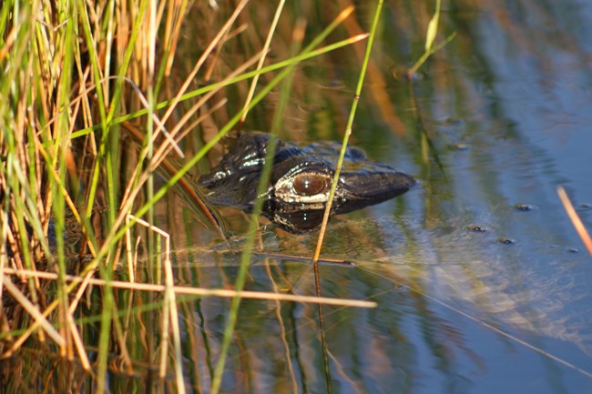 Gator eye above water